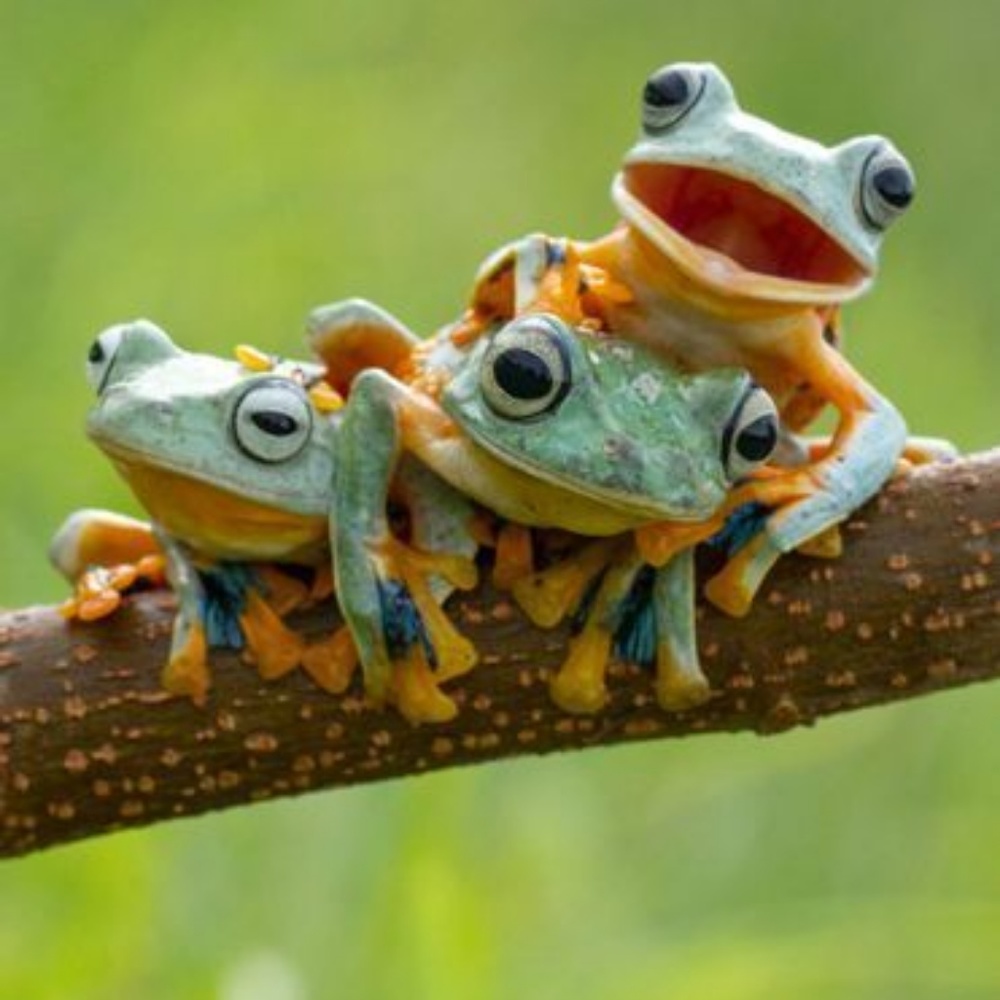 Meet your Posher, Janet